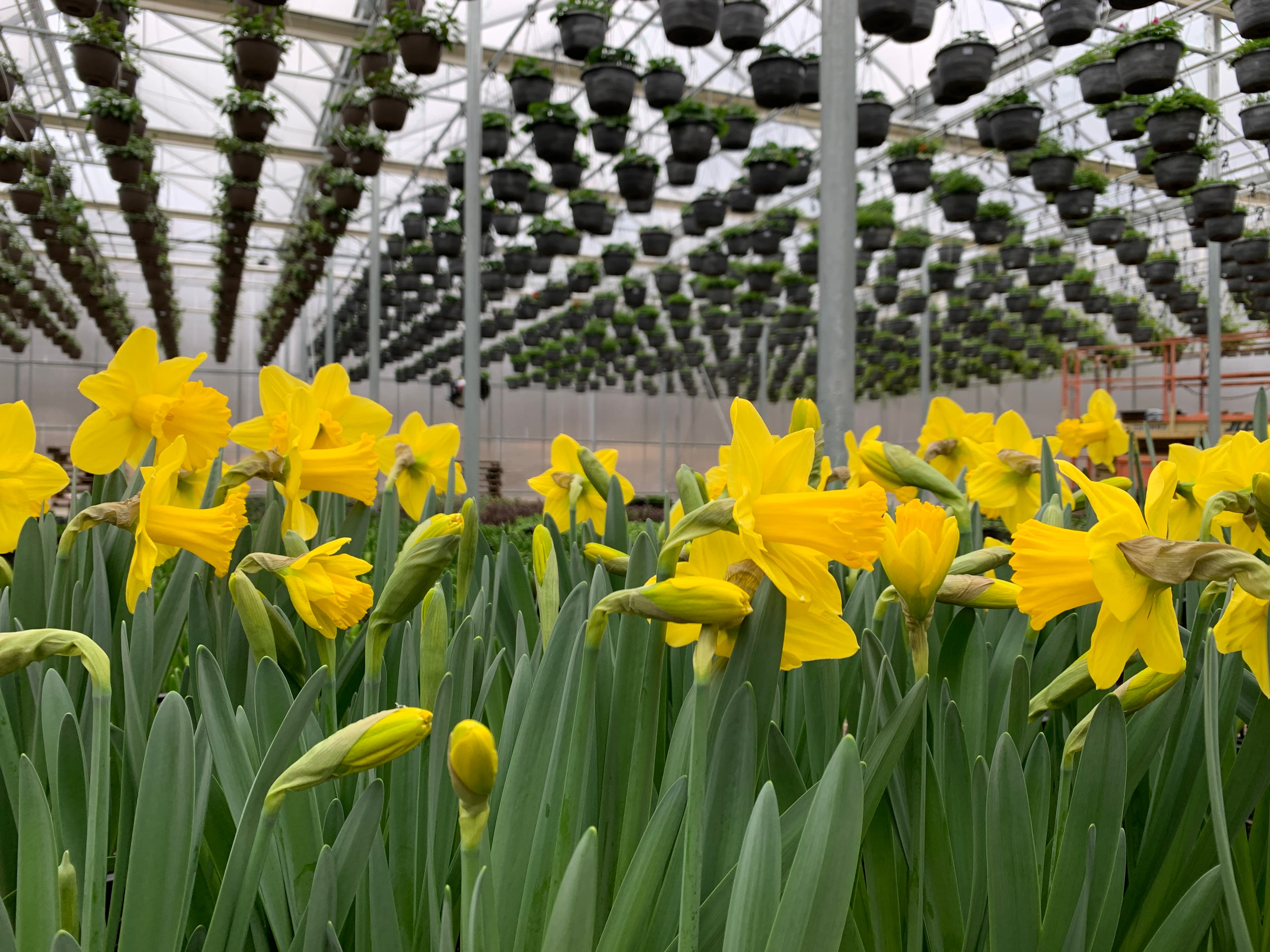 Daffodils in bloom in the greenhouse
