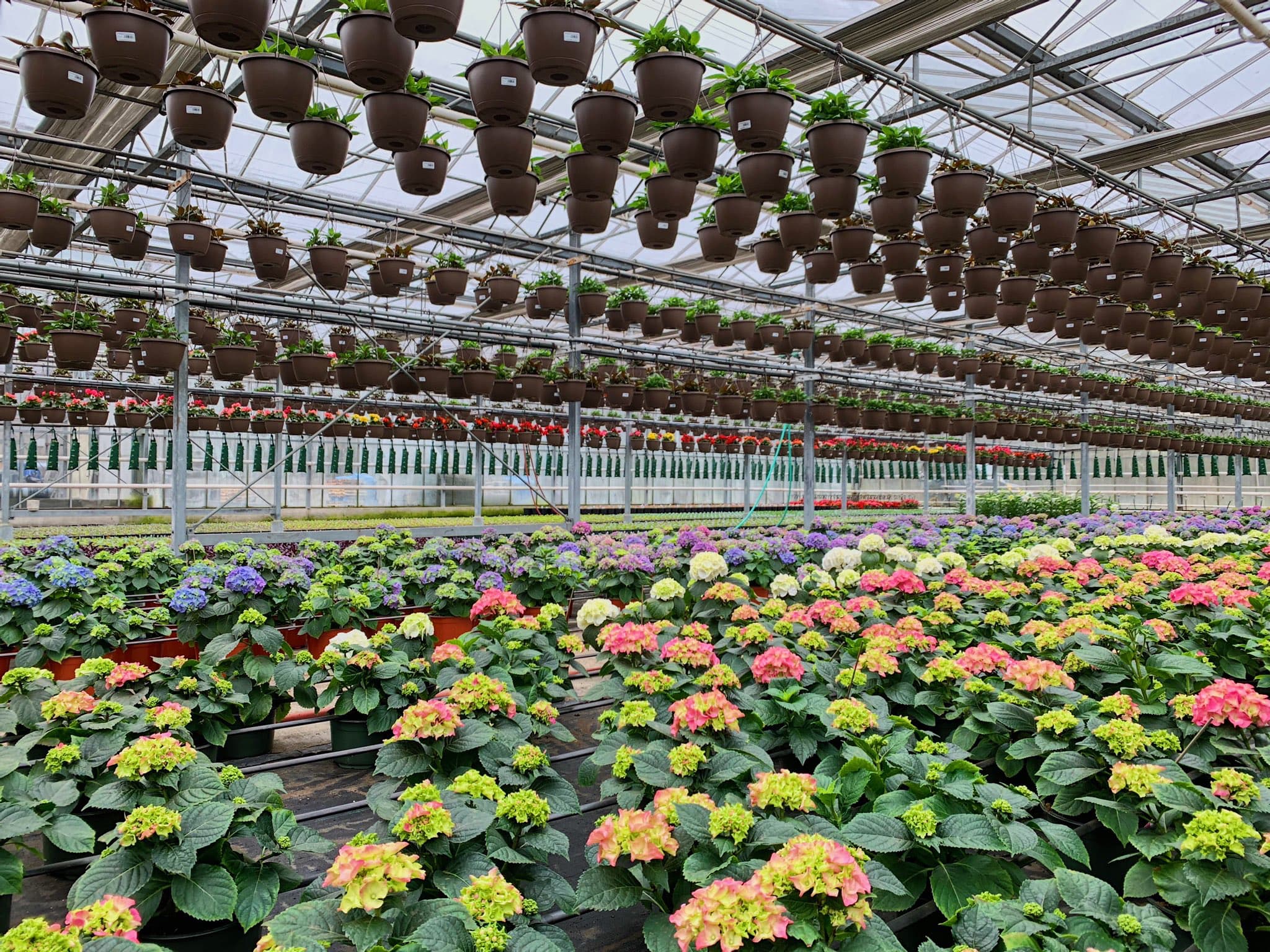 Spring flower sale